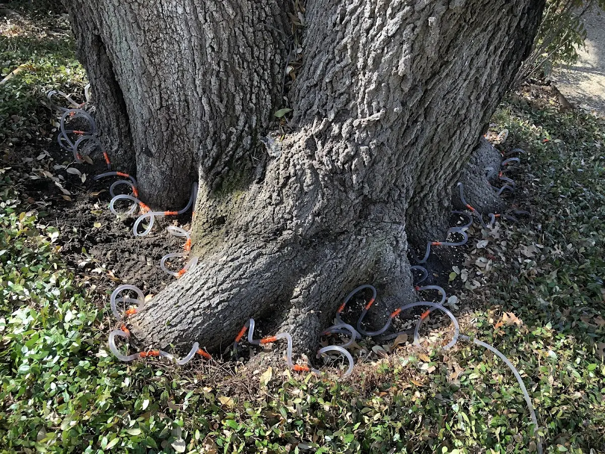 Detailed Tree Cabling and Bracing job site in Leona