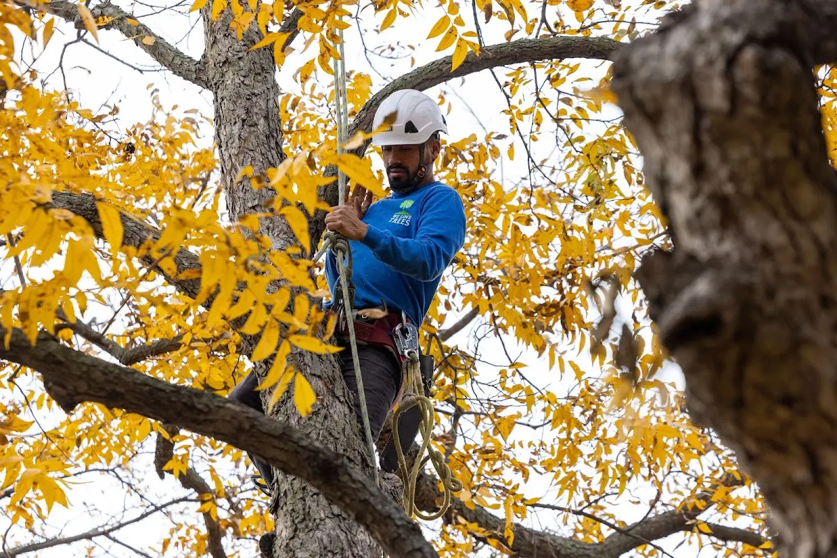 Skilled Tree Transplanting crew working in Leona